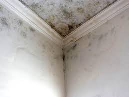 Trusted Palos Heights, IL Mold Inspection Experts